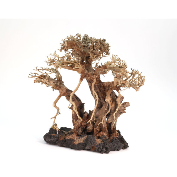 Millwood Pines Decorative Table Centerpiece Real Bonsai Tree For